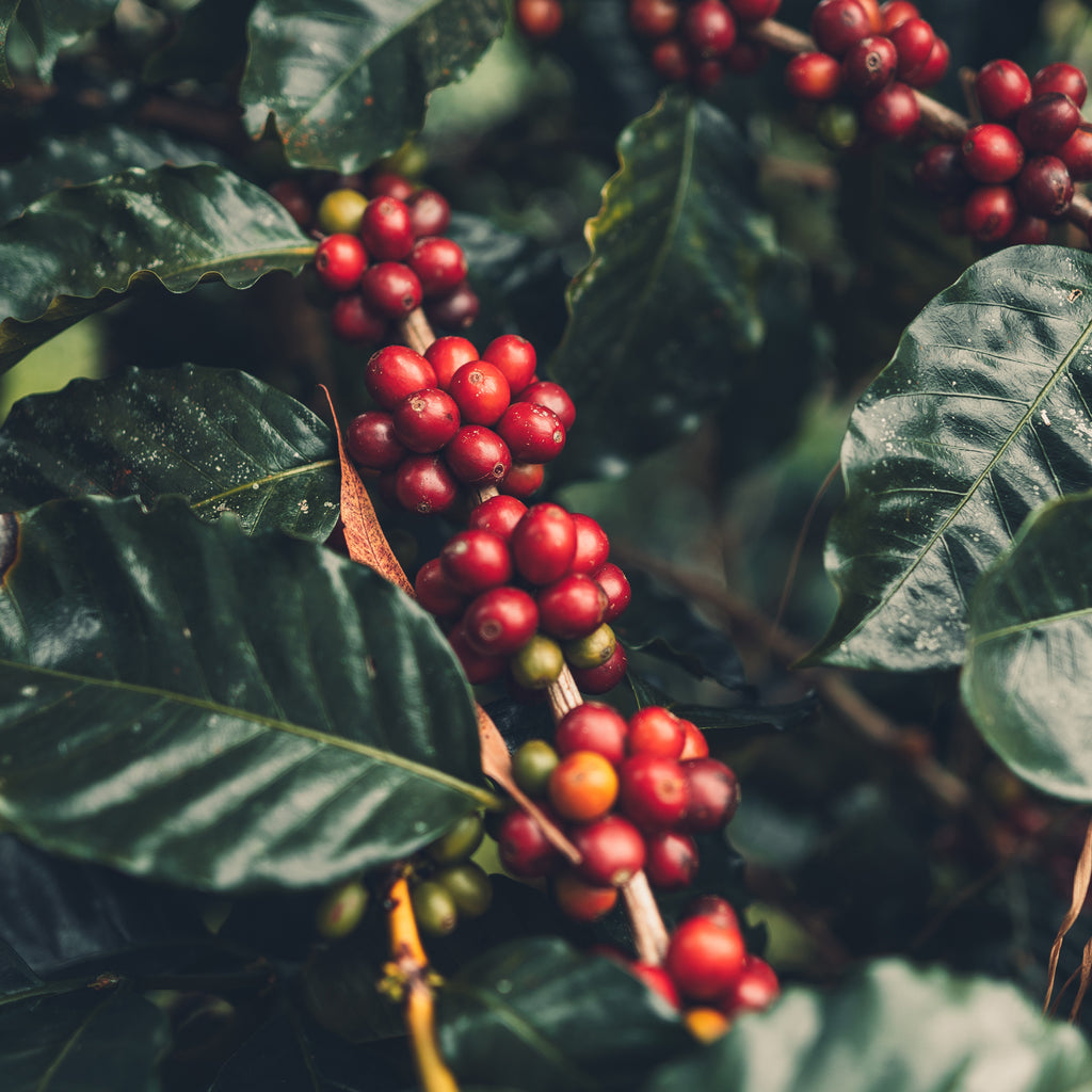 Ripened Coffee Cherries from Chikmagalur